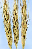 Zhukovsky's wheat (Triticum zhukovskyi)