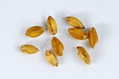 Cone or rivet wheat (Triticum turgidum var. plinianum)