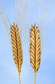 Einkorn wheat (Triticum monococcum var. flavescens)