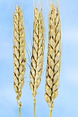 Karamyschev's wheat (Triticum karamyschevii)