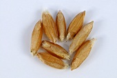 Ispahan emmer wheat (Triticum ispahanicum)