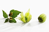Two physalis fruits and a stalk with flower