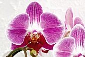 An orchid flower (close-up)