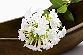 A stem of white phlox lying on a wooden bowl