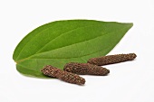 Long pepper with leaf