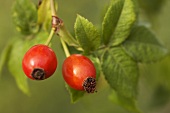 Two rose hips on the bush