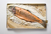 Salmon trout on a bed of salt