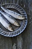 Three sardines on pewter plate