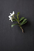 Frische Teeblätter mit Blüte