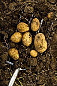 Biokartoffeln in der Erde mit Spaten