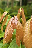 Blätter einer Kakaopflanze (Amazonas, Ecuador)