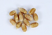 Grains of common wheat (Triticum aestivum)