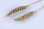 Macha wheat (Triticum macha)
