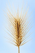 Seaside barley