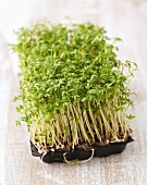 Organic cress