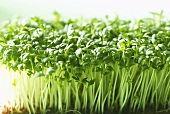 Fresh cress (close-up)