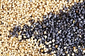 Poppy seeds (white and opium poppy seeds)
