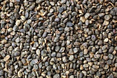 Psoralea seeds (Psoralea corylifolia)