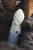 White asparagus in the soil