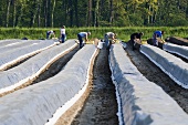 Several workers picking asparagus