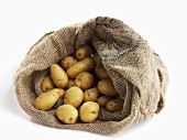 Potatoes in jute sack