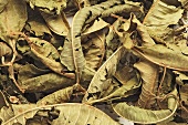 Dried verbena leaves (full-frame)