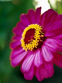 Pinkfarbene Zinnienblüte