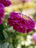 Pink zinnias