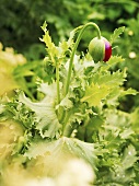 A poppy bud in a garden