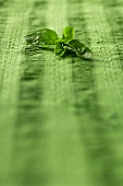 Fresh basil on green fabric