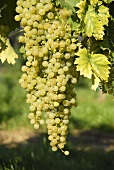 White table grapes, Palatinate, Germany