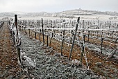 Hoar frost in a vineyard near Bad Dürkheim, Palatinate, Germany