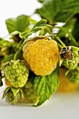 Yellow raspberries on branch (variety: Fall Gold), close-up