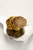 White truffle on truffle slicer
