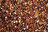 Kañiwa grains (full-frame)