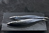 Zwei frische Makrelen auf Steinplatte