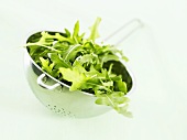 Fresh rocket in colander