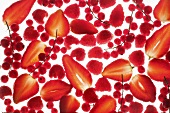 Red berries (full-frame, backlit)