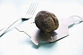 Black truffle (Périgord truffel) on truffle slicer