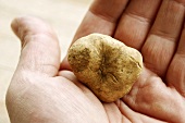 Hand holding white truffle (Alba truffle)