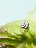 Lebendige Schnecke auf Salatblatt (Close Up)