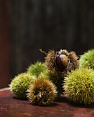Sweet chestnuts in their prickly shells