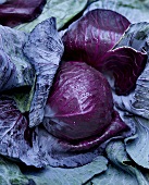 Freshly picked red cabbage