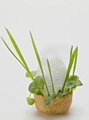 Quark ice cream with fresh herbs in edible bowl