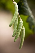 Hazel catkins