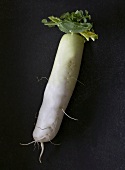 Daikon radish against black background