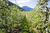 Apple blossom in Vinschgau, S. Tyrol