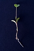 Young alfalfa plant