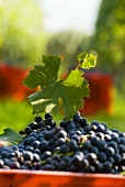 Nebbiolo grapes, Piedmont, Italy