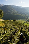 Landscape of vines, Valtellina, Lombardy, Italy